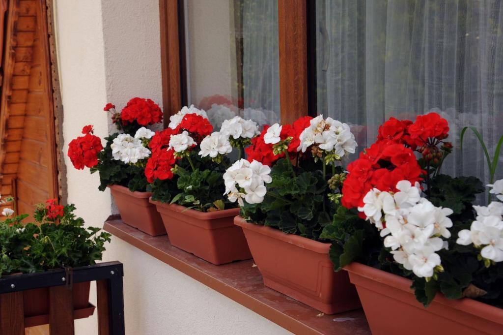 Arany Szolo Wellness Apartmanhaz Hévíz Cameră foto